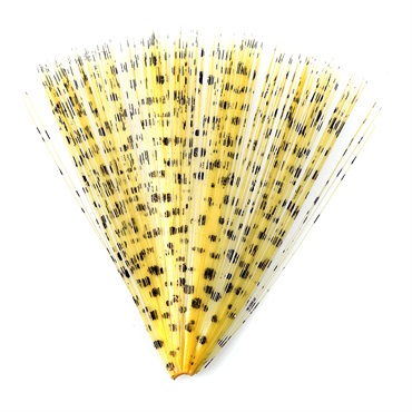スピナーテール(スピナーテールCDL 01シナモン)